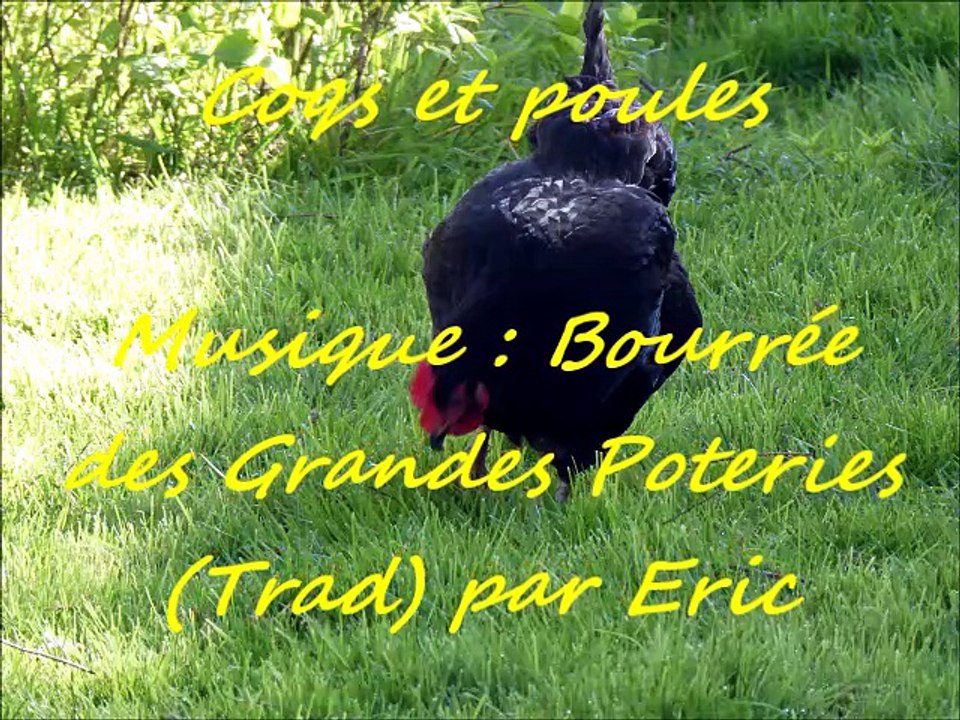 Coqs et poules