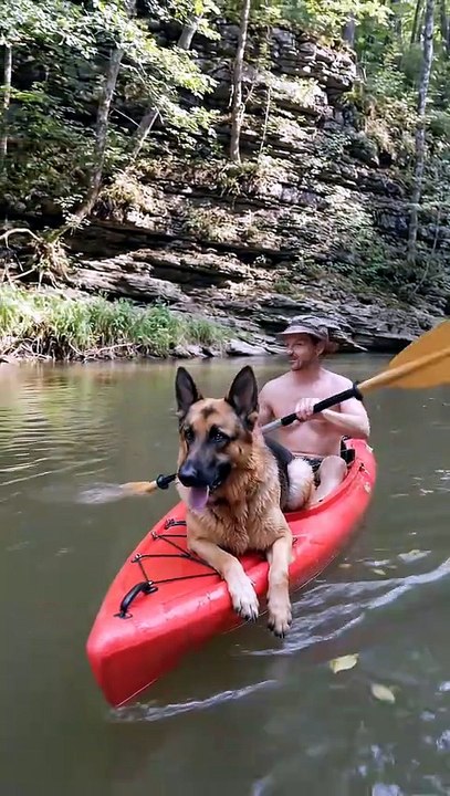 #germanshepherd #dog #kingdomofawais