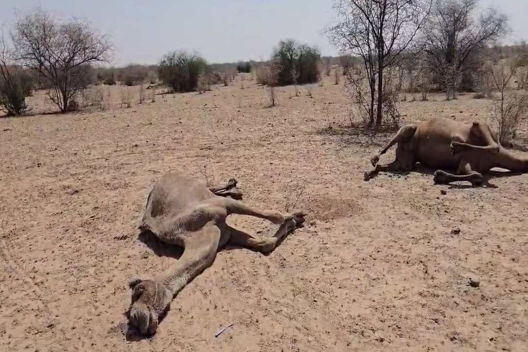 Video:  खेतोलाई में चार ऊंटों की अचानक मौत, पालकों में मचा हड़कंप