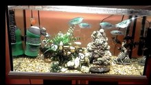 Opaline Gourami Full Grown