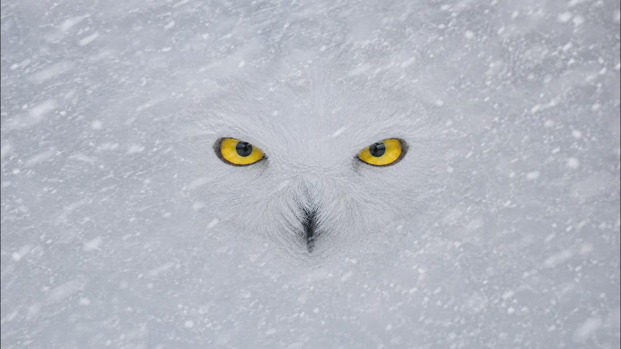 Le facteur de Harry Potter : le tueur le plus redouté de l’Arctique — LE HARFANG DES NEIGES
