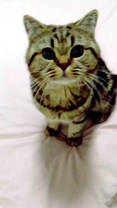 Cute cat eating