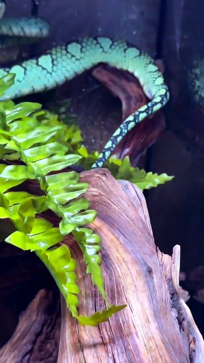 Snake give a baby birth #babysnake #birth #Animals