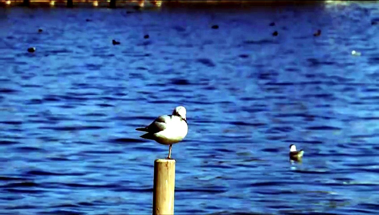 Relaxing Piano Music 1 Hour – Peaceful Sleep & Meditation Sounds