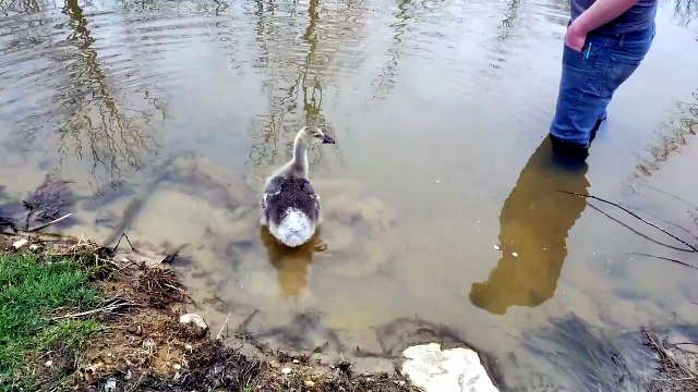 Baby Tooey was quite uncertain about this giant dirty bath tub. | #SparklegleamFarm #Tooey #Lemongrab #farm #geese #farmanimals #UNACCEPTABLE #cute