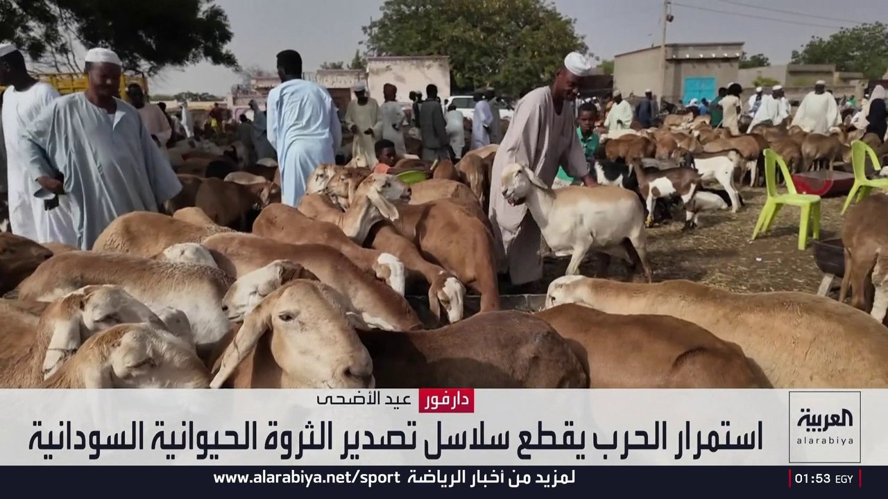 حرب السودان تضرب أسواق الماشية.. وعيد الأضحى ينعش آمال تجار دارفور في تعويض الخسائر