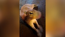 Urgente! A quem recorrer quando uma capivara é atropelada em Cascavel?