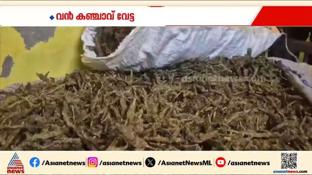 വല്ലാര്‍പാടം പനമ്പുകാടിൽ വൻ കഞ്ചാവ് വേട്ട; ഏക്സൈസ് പിടികൂടിയത് 18 കിലോ കഞ്ചാവ്
