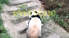A Panda Kept Hugging One Zookeeper Every Day 😳❤️ Nobody Knew Why!
