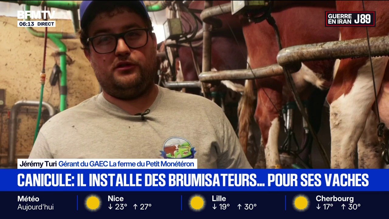 Canicule: un éleveur installe des brumisateurs pour rafraichir ses vaches