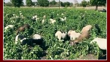 गवारीला कवडीमोल भाव शेतकऱ्यानं का घेतला मोठा निर्णय