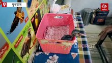 गुरुग्राम में हीट वेव से बीमार होकर अस्पताल पहुंच रहे पक्षी, बढ़े डिहाइड्रेशन और हीट स्ट्रोक के मामले