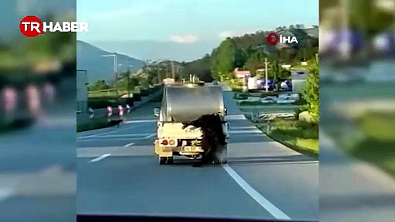 Kurbanlık hayvanı aracın arkasında sürükledi