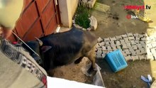 Çorum'da kaçan kurbanlık ortalığı birbirine kattı! Sahibi çareyi bodruma saklanmakta buldu