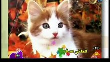 أنشودة قطتي صغيرة - قناة كراميش