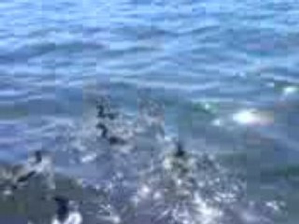 MOV03399