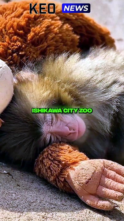 CE SINGE REND TRISTE TOUT INTERNET 😨