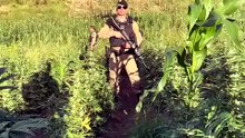 PM encontra plantação com 30 mil pés de maconha no Jequitinhonha
