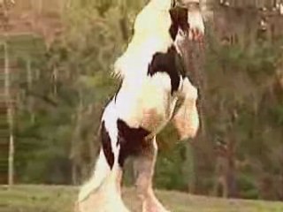 L'Elfe , Irish Cob ...