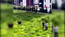 Ankara'da kesimden kaçan kurbanlık boğayı özel tim yakaladı!
