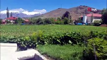 Erzincan’da kaçan kurbanlık koyun 1 saat sonra yakalandı