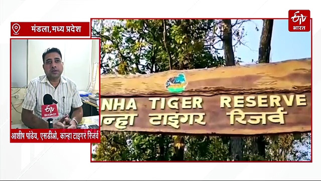 मंडला में बाघों का स्वर्ग बना गिद्दों का घर, कान्हा में फोटो लेने और गिनने की होड़