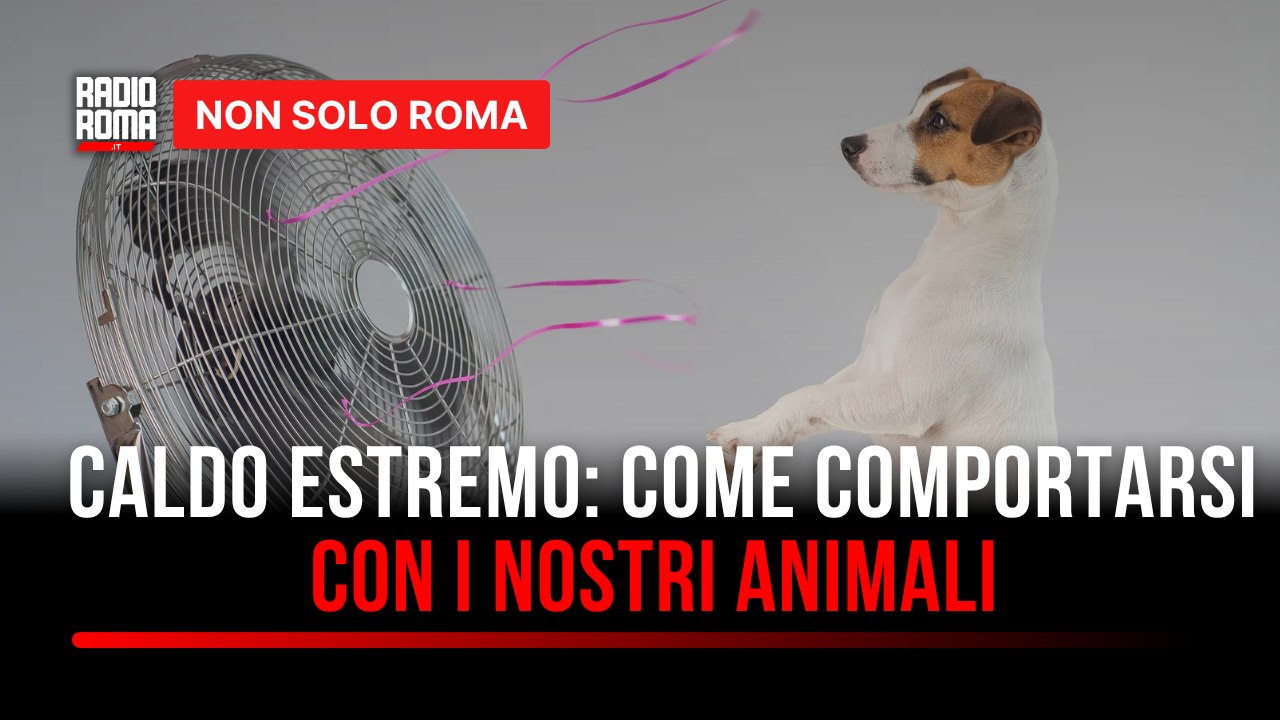 Caldo record a Roma, le regole per proteggere i nostri animali domestici