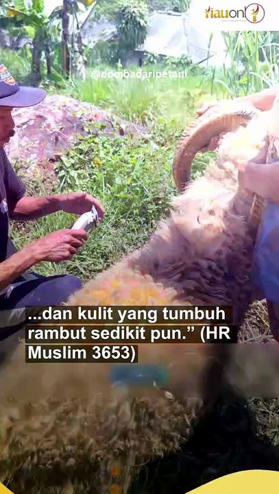 Benarkah Hukum Memotong Kuku dan Rambut Saat Kurban Berlaku untuk Hewan?