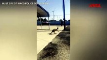 Polizia cattura un canguro a spasso per Waco