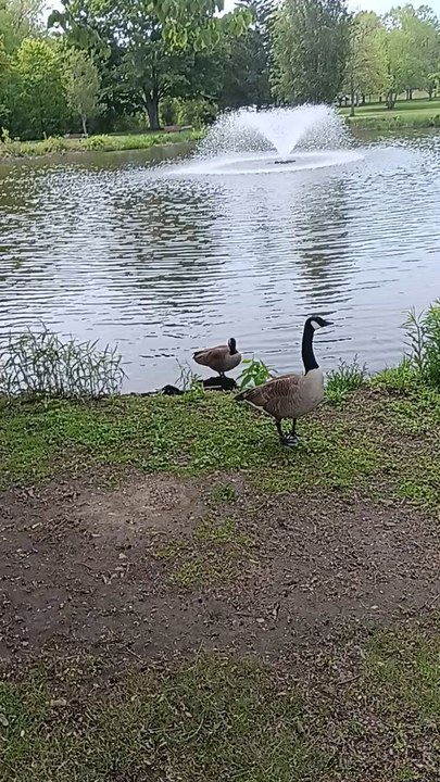 Geese