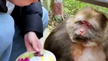 Chilling with the Chonkiest Monkey on the Road