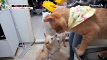 개선되지 않는 부부관계로 더 고통받는 반려견들!? (이 프로 '개늑시' 맞아요..?ㅠ)