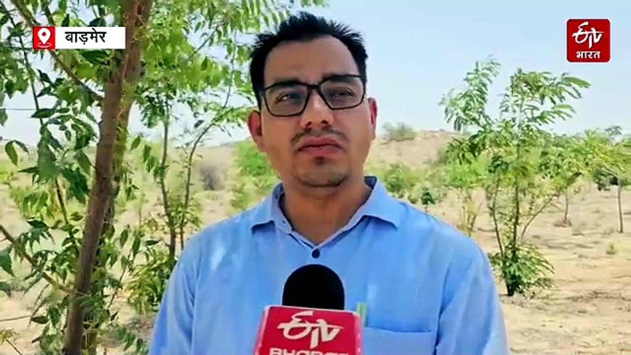 बाड़ेमर के मंगले की बेरी गांव की बंजर भूमि पर लहलहाई हरियाली, बूंद–बूंद सिंचाई से धोरों की बदली पहचान