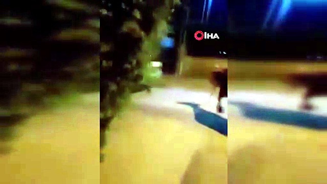 Bursa’da dana paniği