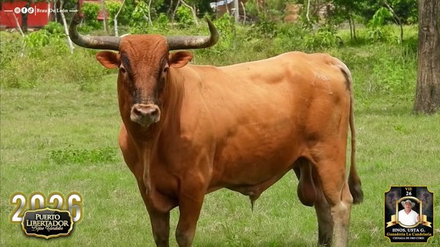 Corralejas Puerto Libertador Bijao 2026 | Visitas a las Ganaderías | Toros de Hnos. Usta Gloria