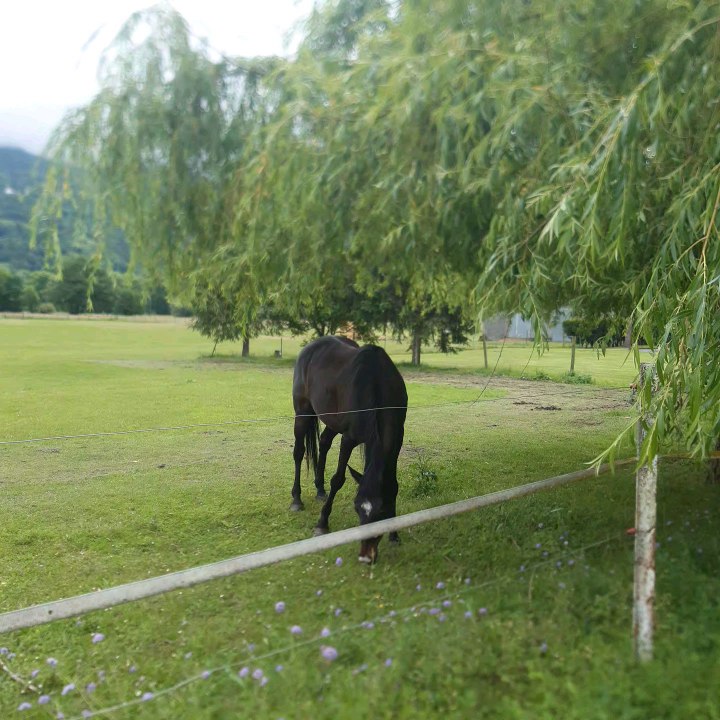 Au coeur des Pyrénées avec les chevaux