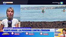 Pointe-Rouge : la posidonie pour lutter contre l'érosion du littoral