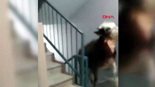 Kurbanlık boğa 6 katlı binanın terasında kesildi