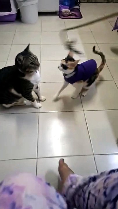Kitten
