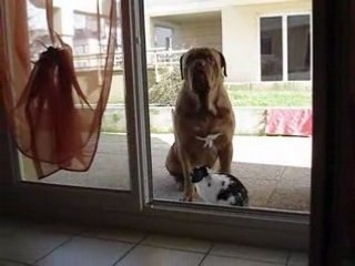 Jo mon chien (dogue de bordeaux) et panpan