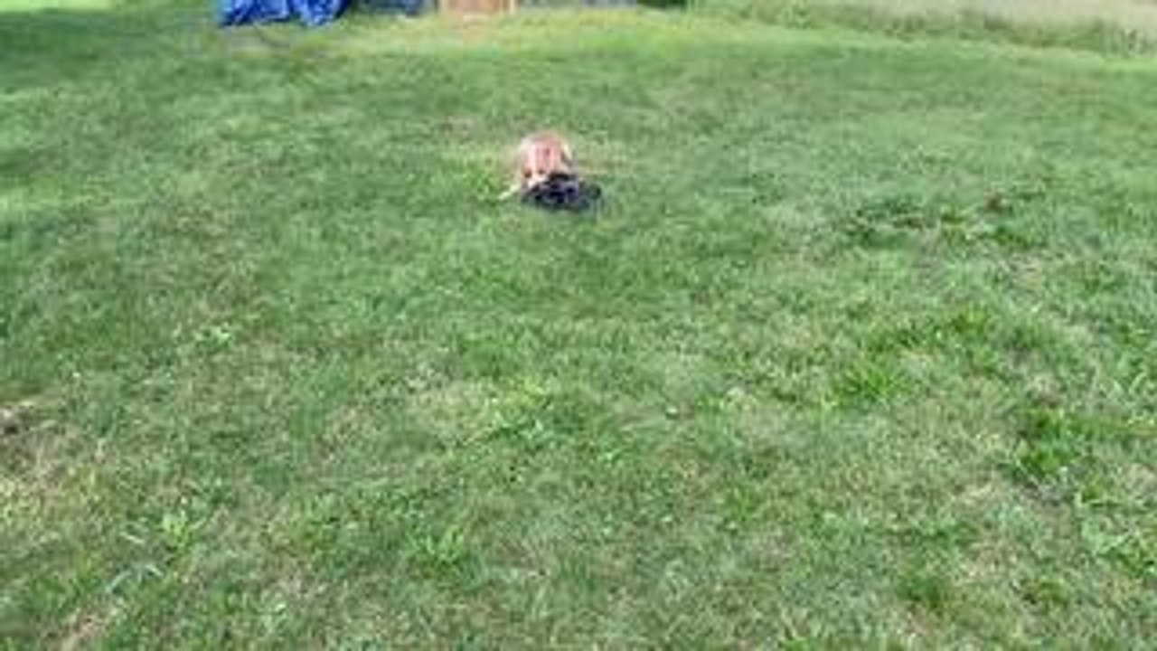Dog Plays With Remote Control Car and Ball