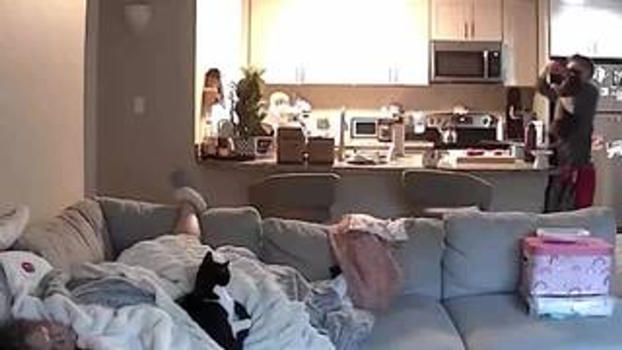 Cat Grabs Steak From Kitchen Table
