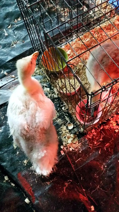 Baby Tooey was much more interested in food than she was Lemongrab. | #SparklegleamFarm #Tooey #Lemongrab #farm #goose #farmanimals #UNACCEPTABLE #cute