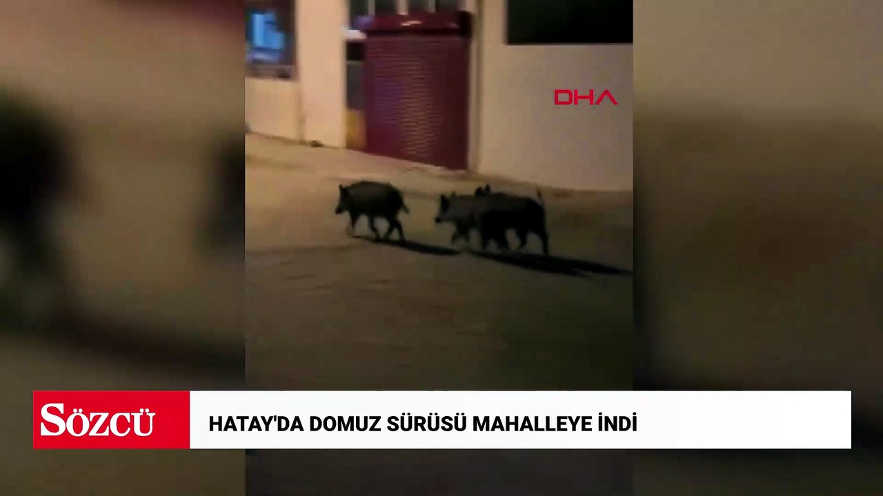 Hatay'da domuz sürüsü mahalleye indi