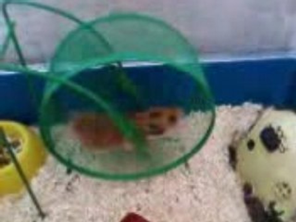 mon hamster et sa roue!