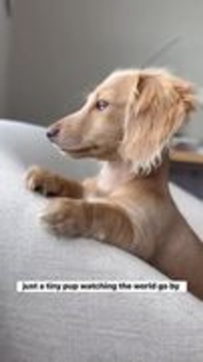 Mini Dachshund Takes in World From Window