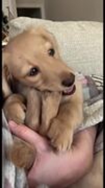 Dachshund Puppy Starts Nibbling on Her Own Toes