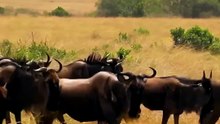Spectacular Great Wildebeest Migration Massive Herd Running Across African Savanna