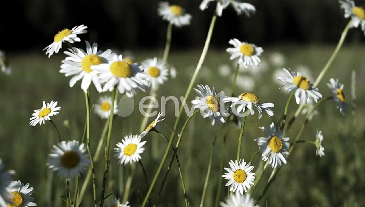 Beautiful Daisies in Meadow on Clear Sunny Day1