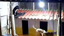 Pets
